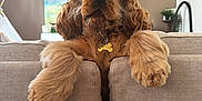 René participe au concours pour gagner de l'argent avec cette photo : animal, architecture, building, canine, chair, cockerspaniel, computerhardware, couch, dog, electronics, furniture, hardware, indoors, livingroom, monitor, pet, puppy, room, screen, terrier