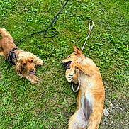 René participe au concours pour gagner de l'argent avec cette photo : accessories, airedale, animal, canine, cockerspaniel, dog, goldenretriever, grass, hound, lawn, leash, nature, outdoors, pet, plant, puppy, strap, summer, terrier, yard