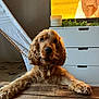René a rejoint le concours — aidez-le/la à gagner de superbes lots ! adult, animal, canine, cockerspaniel, dog, drawer, furniture, hardwood, hound, indoors, male, man, papillon, person, pet, plywood, poodle, puppy, terrier, wood