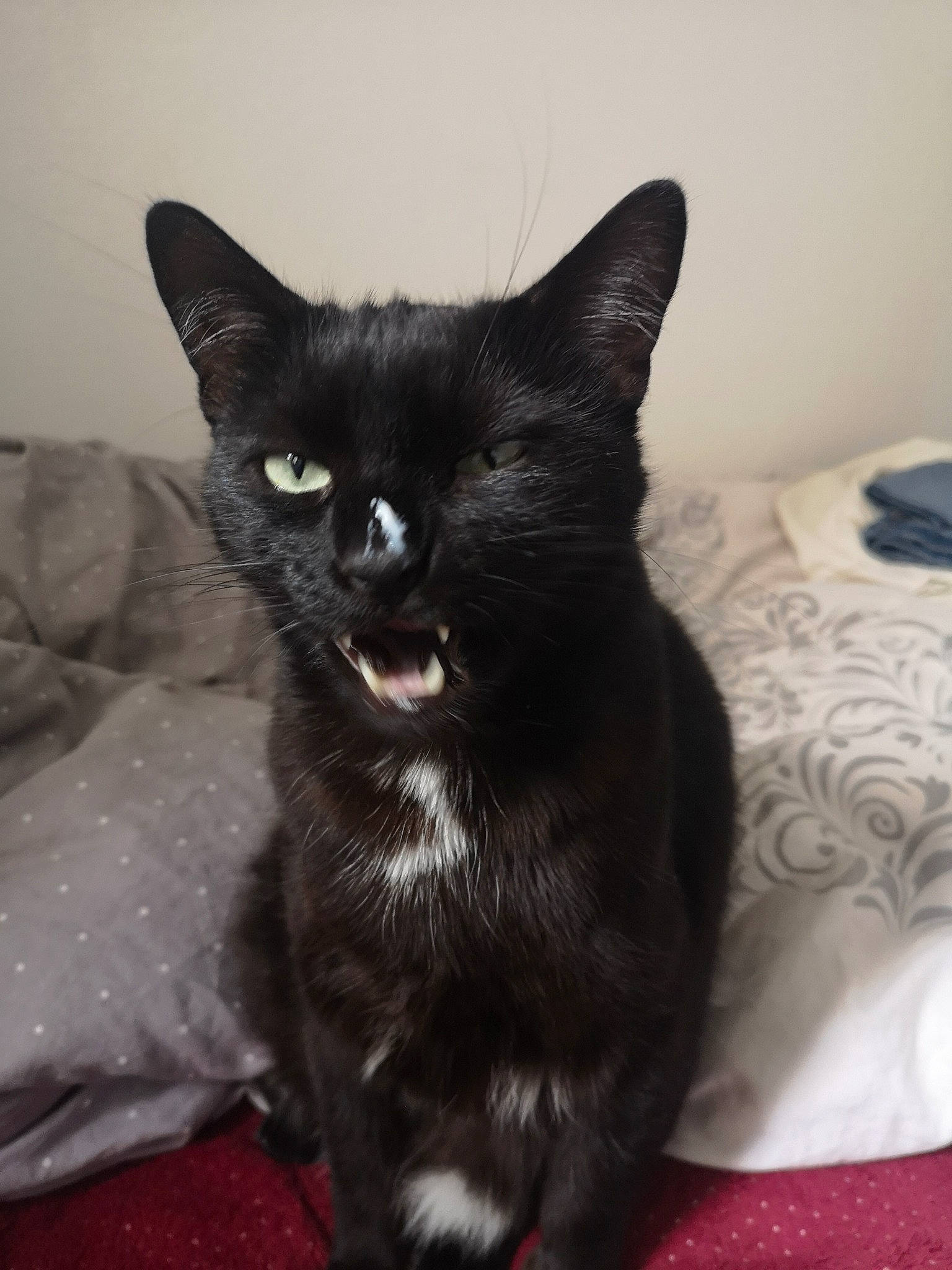 Benji a rejoint le concours — aidez-le/la à gagner de superbes lots ! asian, black, black_cat, bombay, burmese, carnivore, cat, domestic_short_haired_cat, ear, eye, felidae, fur, german_rex, kitten, mammal, polydactyl_cat, small_to_medium_sized_cats, snout, vertebrate, whiskers