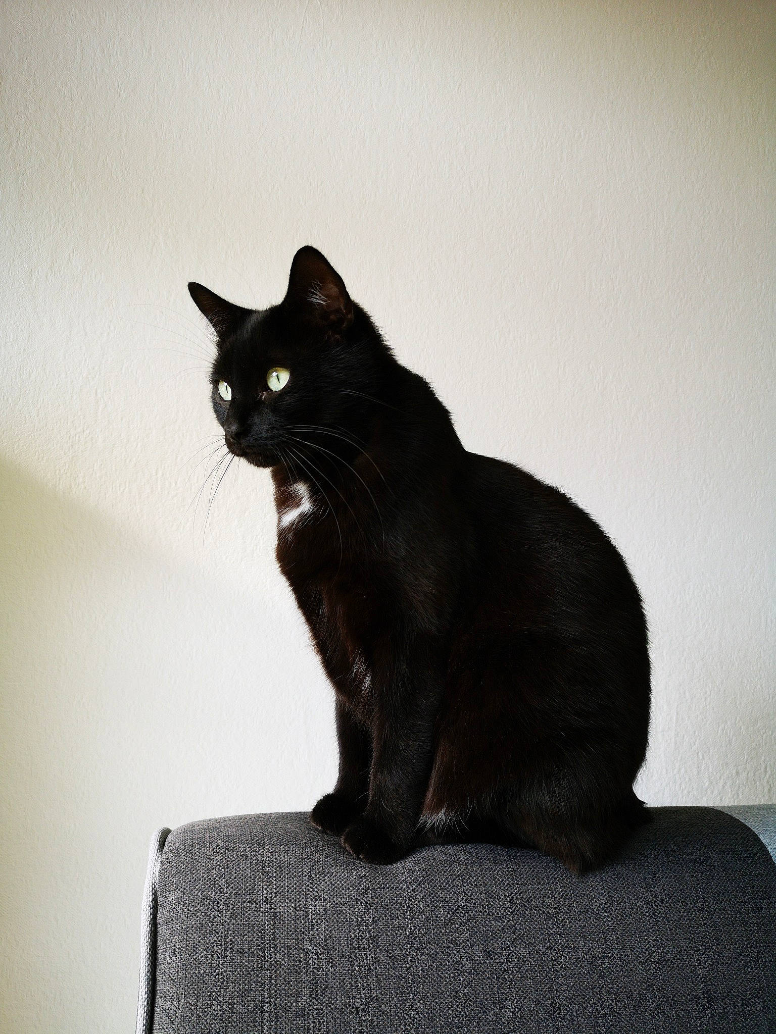 Benji a rejoint le concours — aidez-le/la à gagner de superbes lots ! asian, black, black_and_white, black_cat, bombay, burmese, carnivore, cat, domestic_short_haired_cat, european_shorthair, felidae, havana_brown, mammal, sitting, small_to_medium_sized_cats, tail, whiskers