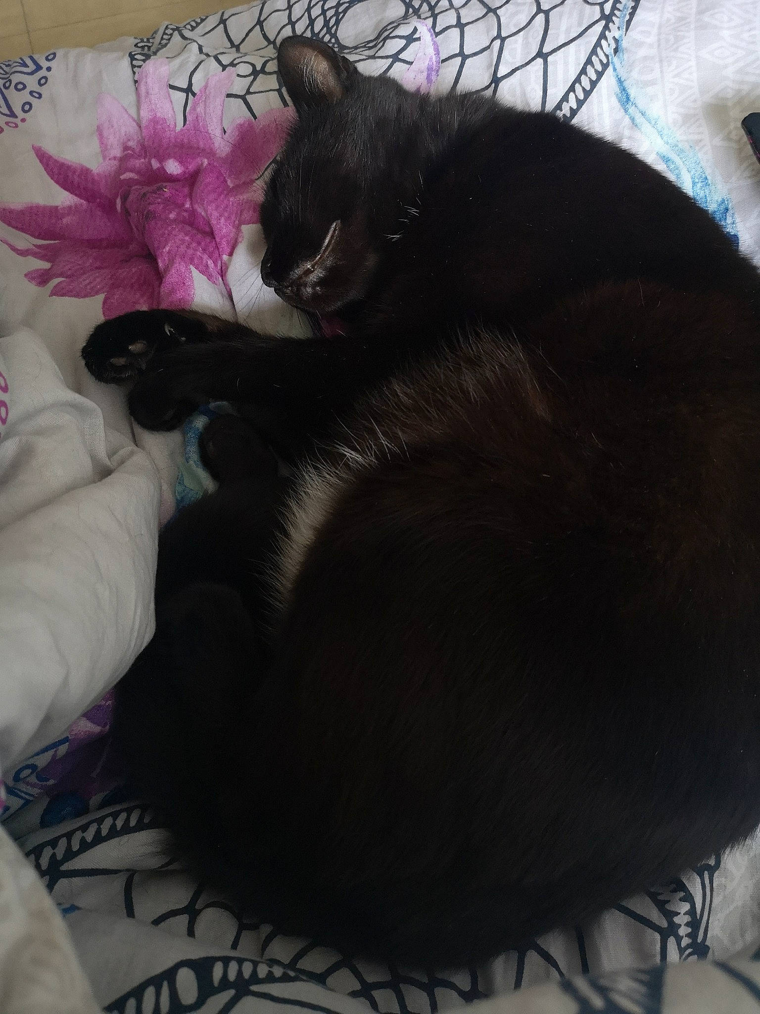 Benji a rejoint le concours — aidez-le/la à gagner de superbes lots ! asian, black, black_cat, black_hair, carnivore, cat, domestic_short_haired_cat, ear, felidae, fur, kitten, linens, nap, norwegian_forest_cat, skin, sleep, small_to_medium_sized_cats, tail, textile, whiskers