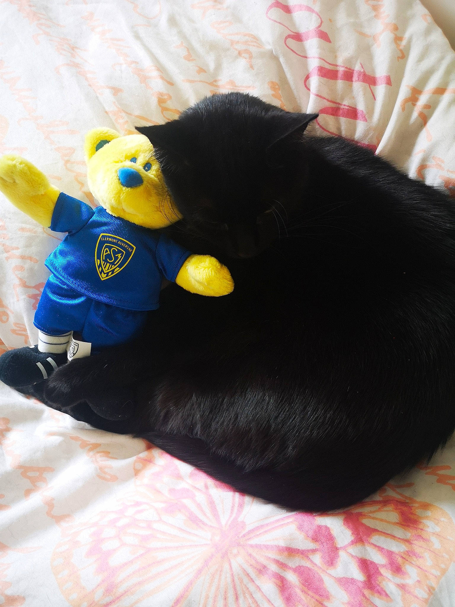 Benji participe au concours pour gagner de l'argent avec cette photo : black, black_cat, black_hair, cat, ear, felidae, linens, plush, small_to_medium_sized_cats, stuffed_toy, textile, toy