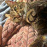 Luna is registered to the contest to win money with this photo: cat, tabby, feline, pet, animal, green_eyes, whiskers, paw, fur, striped_fur, lying_down, relaxed, playful, cozy, blanket, pink_blanket, indoors, close_up, portrait, sleepy