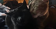 Luna is registered to the contest to win money with this photo: cats, black_cat, tabby_cat, felines, สัต?, pets, animals, indoor, blanket, cozy, sleepy, sitting, close_up, dark_lighting, striped_fur, whiskers, ears, home, cuddling, portrait
