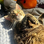 Luna joined the competition — help win amazing prizes! cat, feline, pet, tabby, fur, whiskers, green_eyes, pink_nose, paws, lying_down, playful, relaxed, sunlight, indoor, blanket, bed, plush_toy, cozy, close_up, portrait