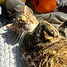cat, feline, pet, tabby, fur, whiskers, green_eyes, pink_nose, paws, lying_down, playful, relaxed, sunlight, indoor, blanket, bed, plush_toy, cozy, close_up, portrait