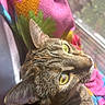 cat, tabby, pet, animal, feline, close_up, portrait, green_eyes, whiskers, ears, fur, striped_fur, lying_down, upside_down, indoors, window, sunlight, colorful_fabric, relaxed, photography