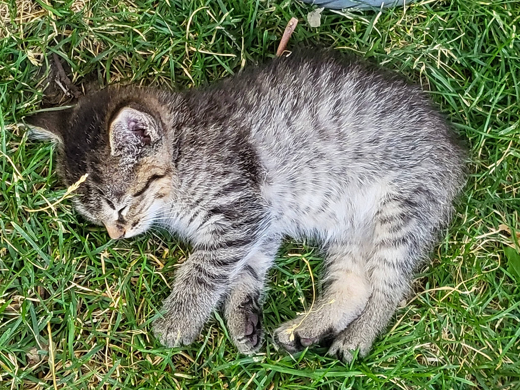 Carmel joined the competition — help win amazing prizes! carnivore, cat, domestic_short_haired_cat, eye, felidae, fur, grass, groundcover, herb, lynx, paw, plant, small_to_medium_sized_cats, snout, tail, terrestrial_animal, whiskers, wildlife