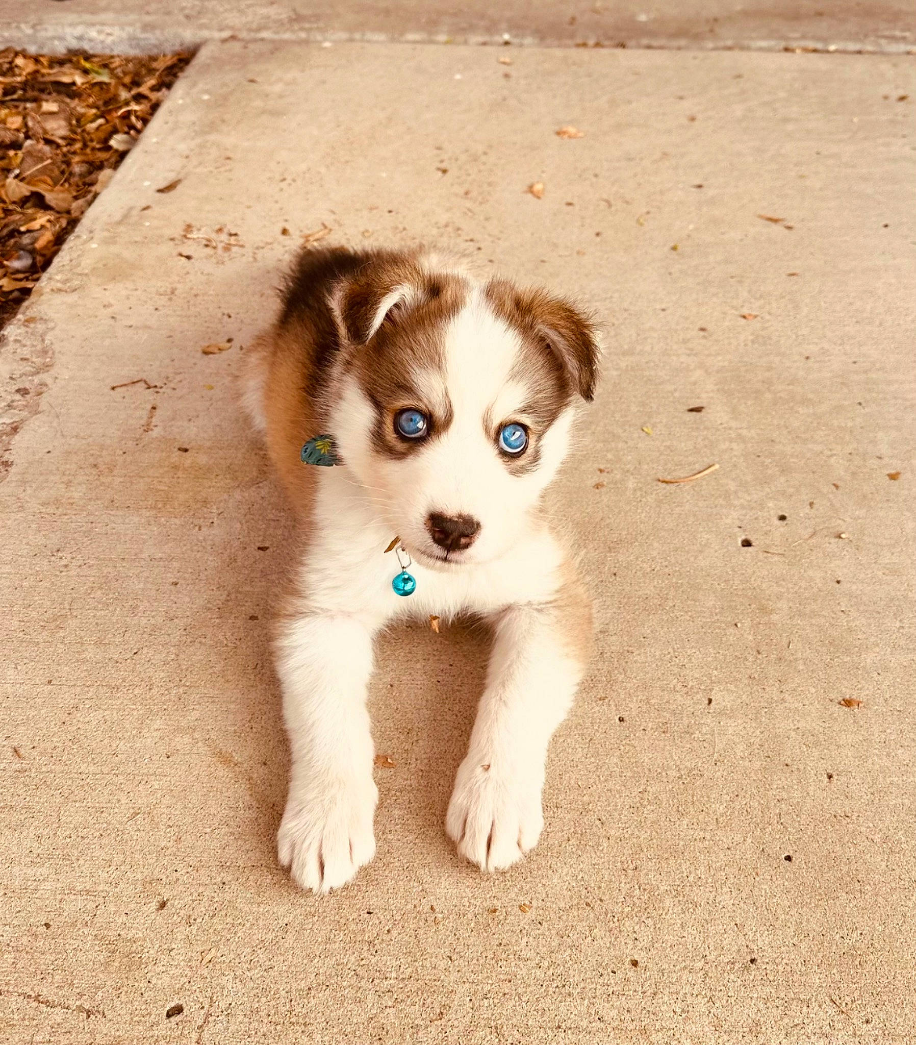 Reign is registered to the contest to win money with this photo: canidae, carnivore, chihuahua, companion_dog, corgi_chihuahua, dog, dog_breed, fawn, fur, grass, paw, puppy, snout, soil, sporting_group, terrestrial_animal, toy_dog, whiskers, working_animal