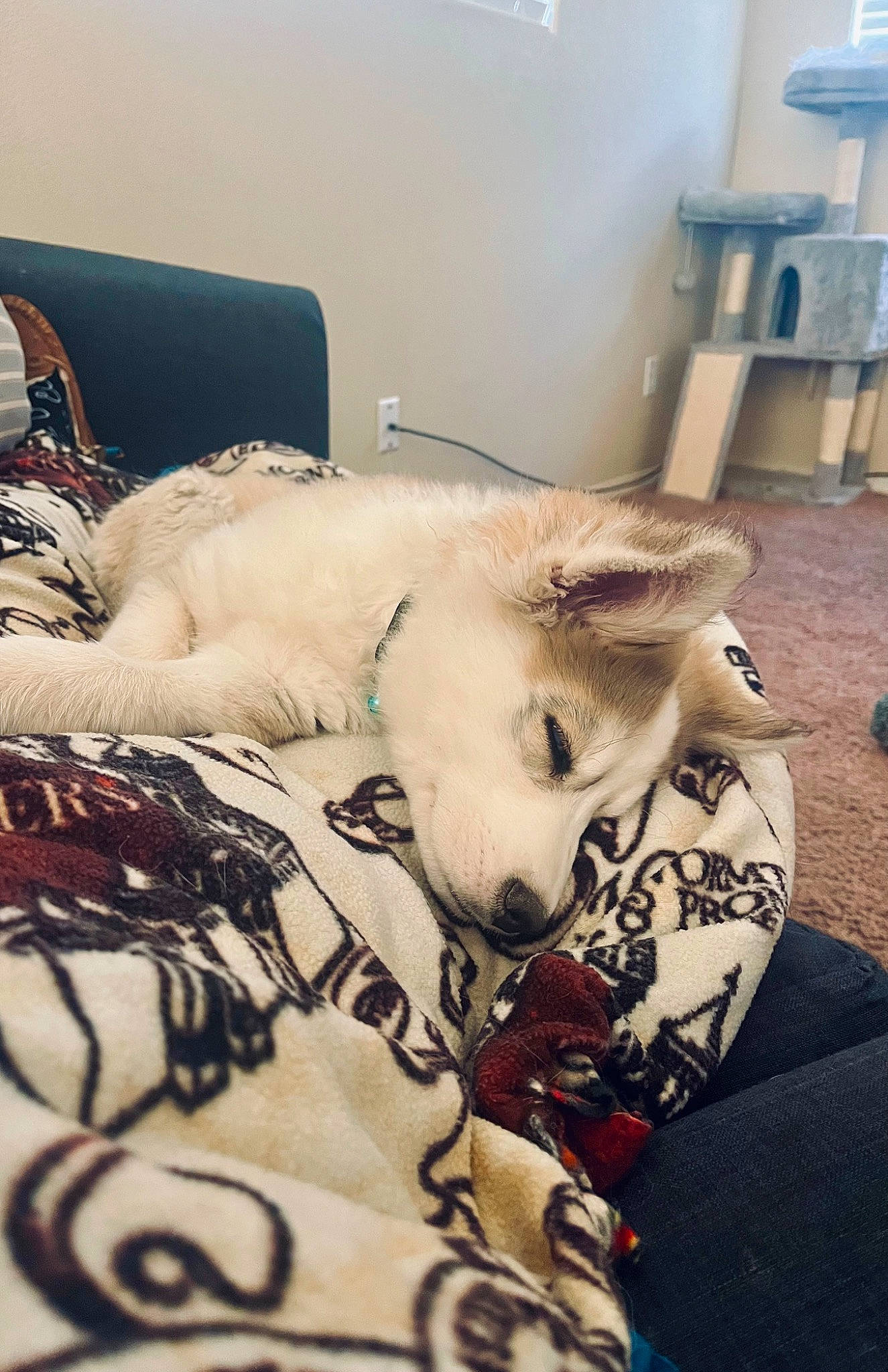 Reign is registered to the contest to win money with this photo: bed_sheet, bedding, carnivore, comfort, companion_dog, couch, dog, dog_breed, duvet, eyelash, fawn, felidae, flooring, fur, linens, room, small_to_medium_sized_cats, stool, whiskers, wood