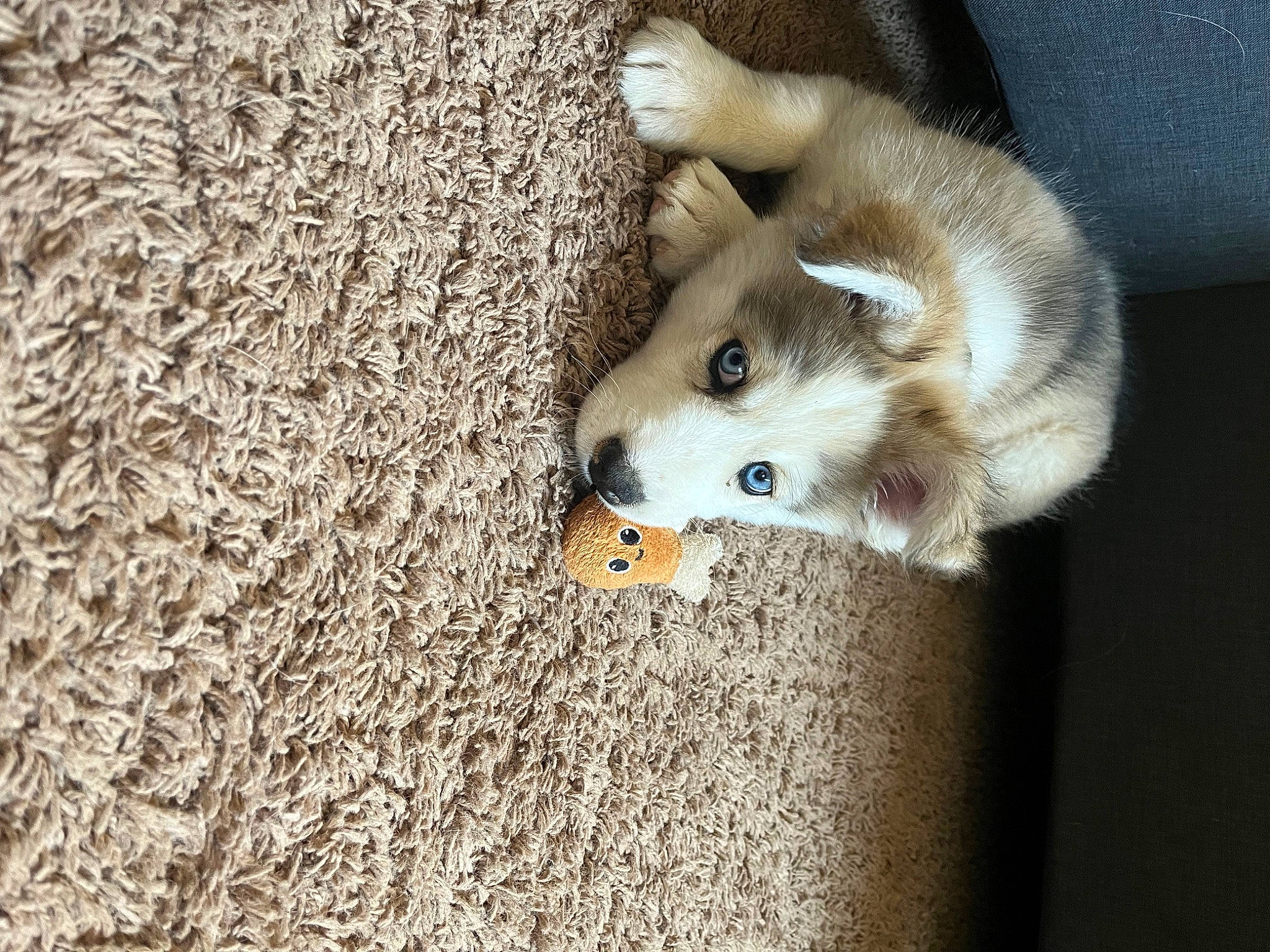 Reign is registered to the contest to win money with this photo: canidae, carnivore, claw, companion_dog, dog, dog_breed, fawn, felidae, flooring, fur, paw, rodent, small_to_medium_sized_cats, snout, spitz, sporting_group, tail, terrestrial_animal, whiskers, wood