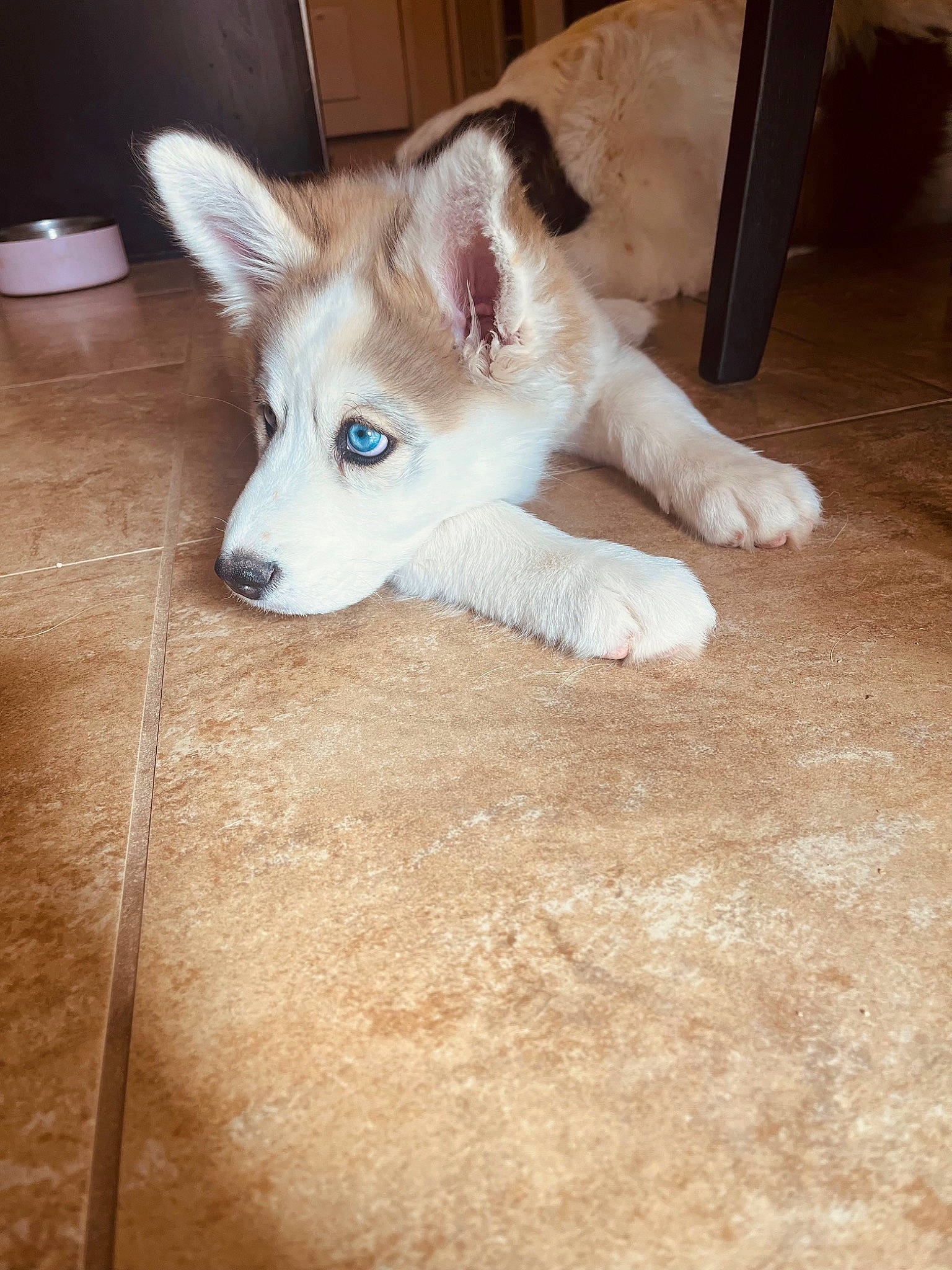 Reign is registered to the contest to win money with this photo: canidae, canis, carnivore, companion_dog, dog, dog_breed, fawn, floor, flooring, fur, hardwood, paw, snout, sporting_group, tail, terrestrial_animal, whiskers, wood, working_animal, working_dog