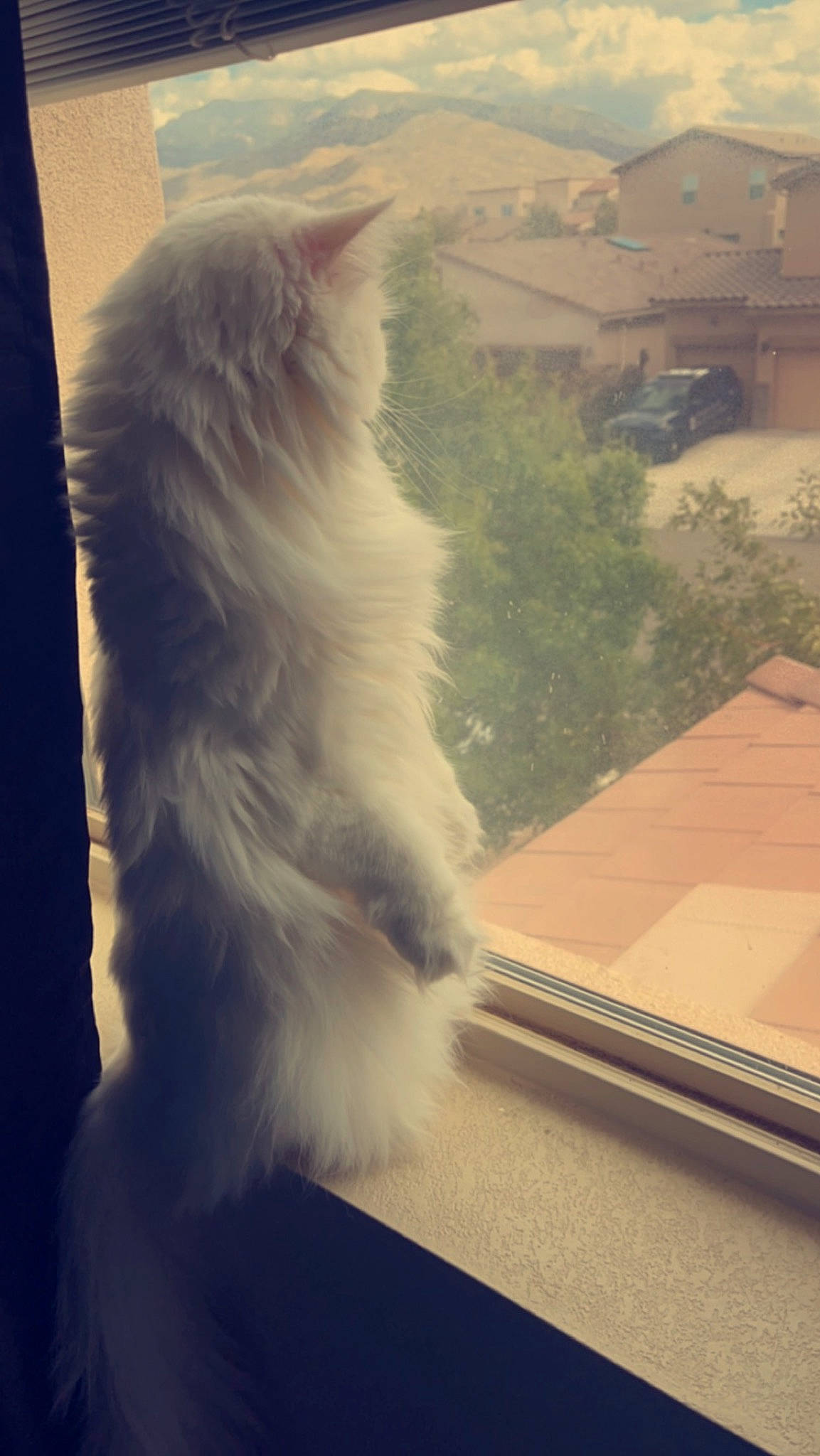 Binks joined the competition — help win amazing prizes! canidae, carnivore, cat, companion_dog, fawn, felidae, flooring, fur, metal, meteorological_phenomenon, paw, plant, small_to_medium_sized_cats, snout, tail, tints_and_shades, whiskers, window, windshield, wood