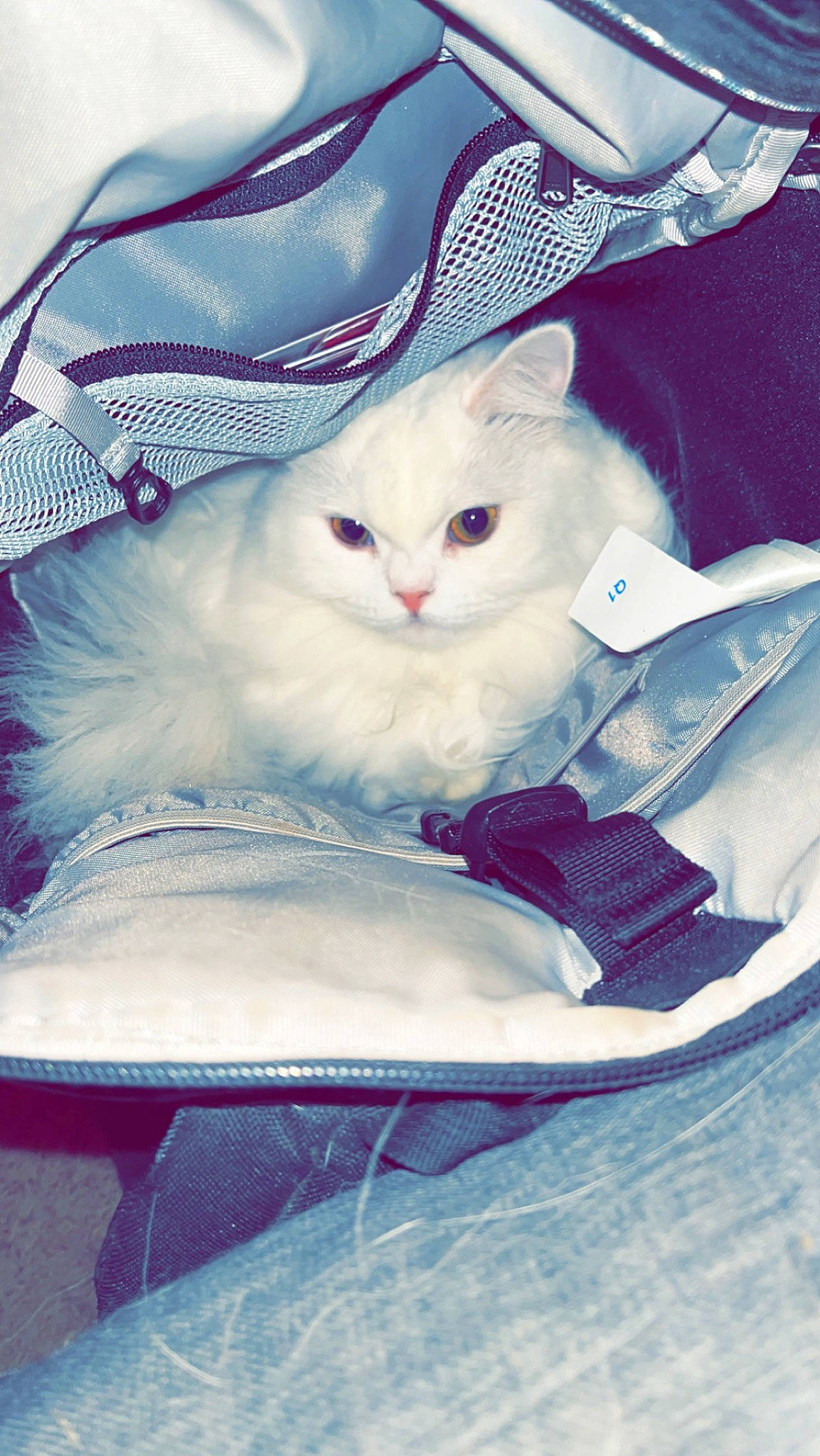 Binks is registered to the contest to win money with this photo: bag, carnivore, cat, comfort, electric_blue, fashion_accessory, fawn, felidae, fur, hat, linens, magenta, pattern, sitting, small_to_medium_sized_cats, whiskers, white, woven_fabric