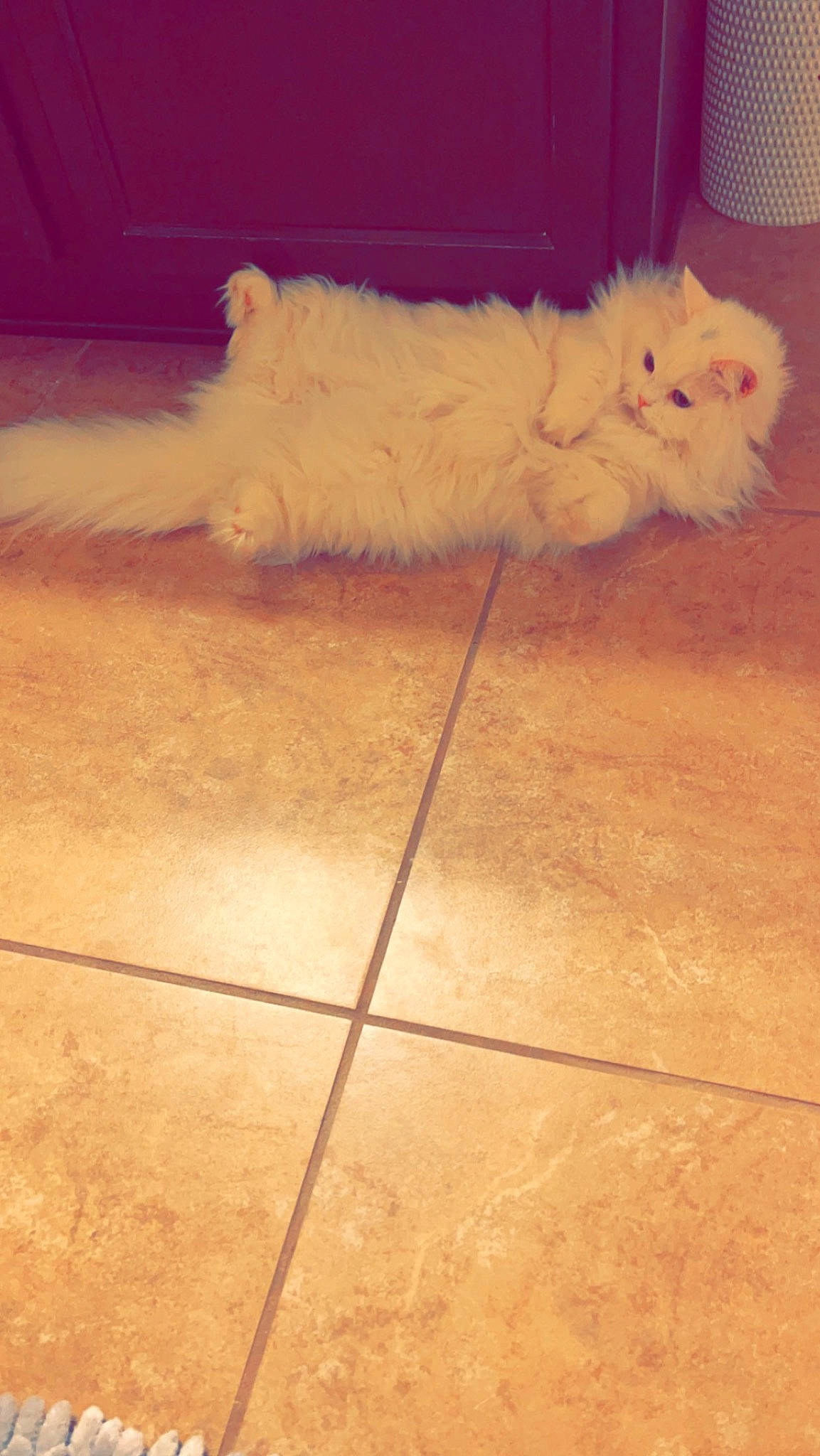 Binks joined the competition — help win amazing prizes! carnivore, cat, comfort, companion_dog, dog_breed, fawn, felidae, floor, flooring, fur, hardwood, laminate_flooring, paw, small_to_medium_sized_cats, snout, tail, tile_flooring, tints_and_shades, whiskers, wood