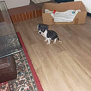 Amnesia a rejoint le concours — aidez-le/la à gagner de superbes lots ! puppy, dog, black_and_white, floor, wooden_floor, cardboard_bed, blanket, toy, rug, glass_table, living_room, curious, small, indoor, pet, animal, cute, flooring, carpet, home