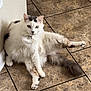 Ice Cream joined the competition — help win amazing prizes! cat, fluffy, white_cat, gray_spots, sitting, floor, tile_floor, wall, indoor, pet, animal, cute, relaxed, paw, tail, feline, looking_at_camera, domestic_cat, funny_pose, house_pet