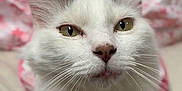 Ice Cream joined the competition — help win amazing prizes! cat, white_cat, pet, animal, feline, close_up, face, whiskers, ears, eyes, nose, fur, bed, blanket, pink, soft, indoor, cozy, curious, sleepy