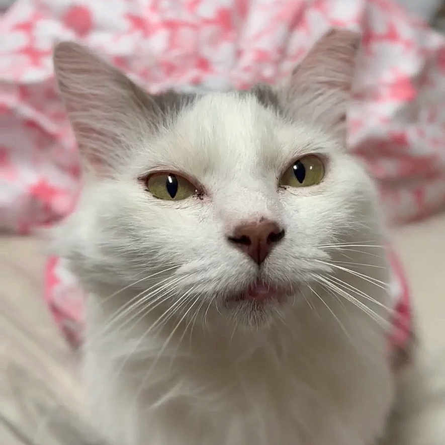 Ice Cream joined the competition — help win amazing prizes! animal, bed, blanket, cat, close_up, cozy, curious, ears, eyes, face, feline, fur, indoor, nose, pet, pink, sleepy, soft, whiskers, white_cat