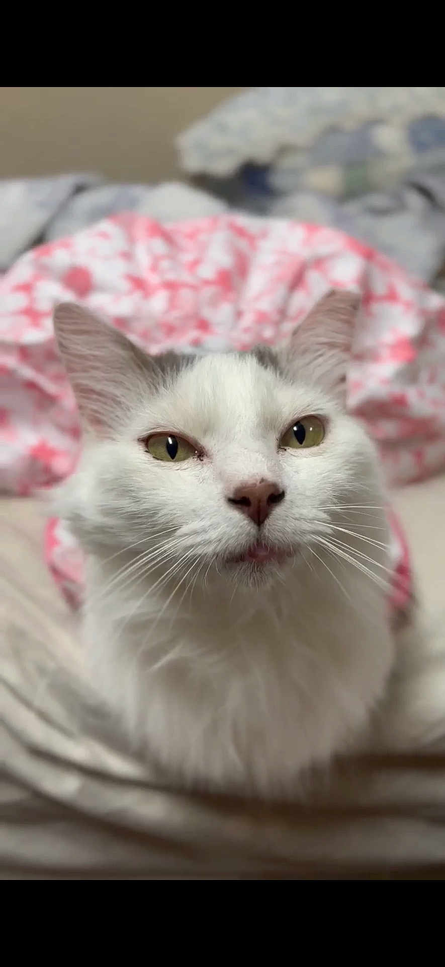 Ice Cream joined the competition — help win amazing prizes! cat, white_cat, pet, animal, feline, close_up, face, whiskers, ears, eyes, nose, fur, bed, blanket, pink, soft, indoor, cozy, curious, sleepy