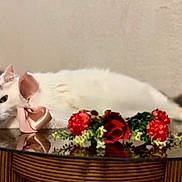 Ice Cream is registered to the contest to win money with this photo: cat, white_cat, gray_patches, bow, pink_bow, flowers, red_flowers, glass_table, lounging, relaxed, indoor, pet, feline, decor, closeup, cute, resting, tabletop, fluffy, domestic_cat