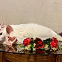 cat, white_cat, gray_patches, bow, pink_bow, flowers, red_flowers, glass_table, lounging, relaxed, indoor, pet, feline, decor, closeup, cute, resting, tabletop, fluffy, domestic_cat