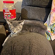 Wilbur joined the competition — help win amazing prizes! animal, armrest, blanket, cat, couch, cozy, dog_treats, furniture, gray_cat, indoor, jar, kitten, living_room, pet, relaxed, resting, sleeping, soft_lighting, tabby, table