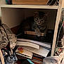 books, cat, clothes, cozy, curious, domestic, feline, folded_clothes, hiding, indoor, kitten, messy, papers, pet, resting, shadow, shelf, small_animal, stacked_items, tabby