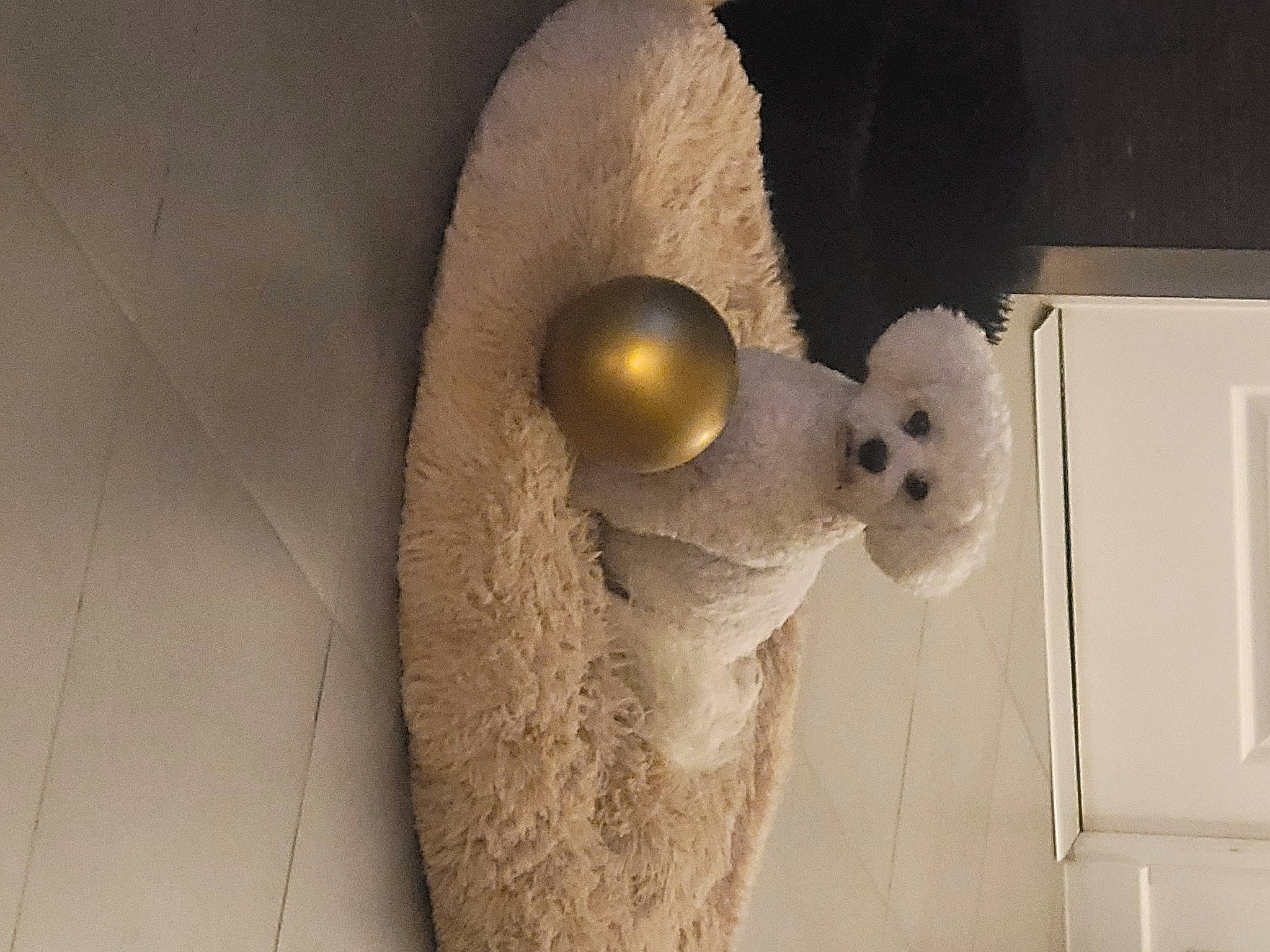 Pitch participe au concours pour gagner de l'argent avec cette photo : art, fur, light_switch, machine, metal, plaster, room, stuffed_toy, toy, visual_arts, wall_plate, wood