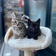 Nala participe au concours pour gagner de l'argent avec cette photo : kitten, tabby_cat, black_cat, cat_tree, fur, pet, animal, cute, indoor, feline, young, playful, curious, small, ears, whiskers, eyes, soft, fluffy, companion