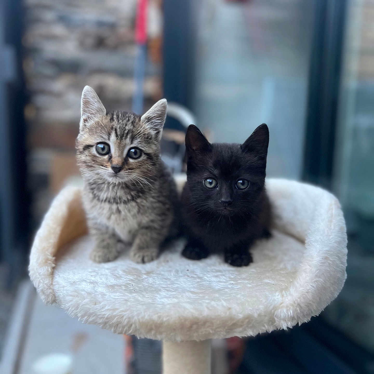 Nala participe au concours pour gagner de l'argent avec cette photo : animal, black_cat, cat_tree, companion, curious, cute, ears, eyes, feline, fluffy, fur, indoor, kitten, pet, playful, small, soft, tabby_cat, whiskers, young