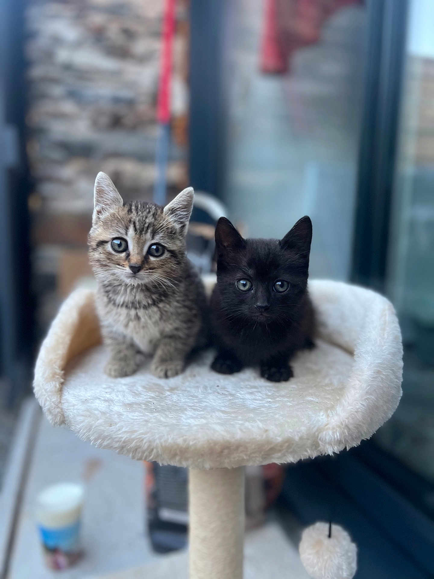 Nala participe au concours pour gagner de l'argent avec cette photo : kitten, tabby_cat, black_cat, cat_tree, fur, pet, animal, cute, indoor, feline, young, playful, curious, small, ears, whiskers, eyes, soft, fluffy, companion