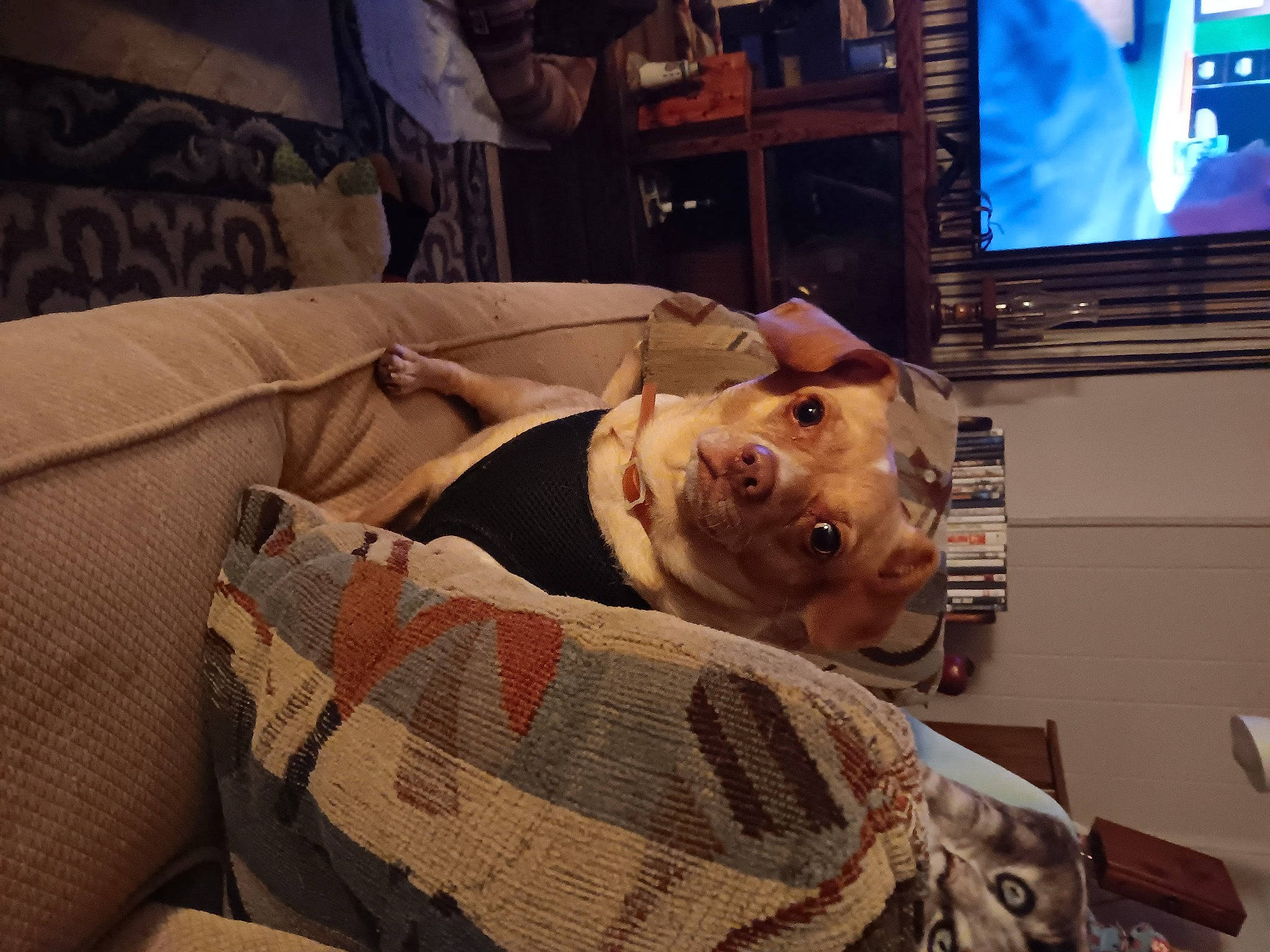 Jake is registered to the contest to win money with this photo: cable_television, comfort, companion_dog, couch, display_device, dog_breed, entertainment_center, flesh, fun, fur, home_appliance, led_backlit_lcd_display, linens, picture_frame, room, selfie, television, television_set, wood, wrinkle