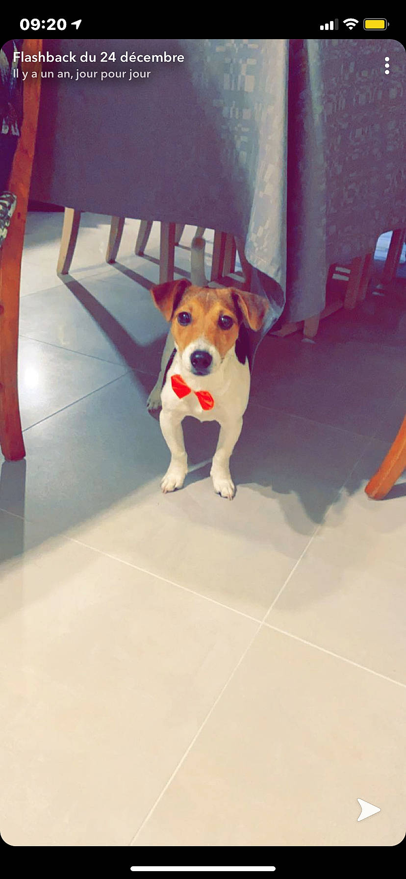 Ayko participe au concours pour gagner de l'argent avec cette photo : carmine, carnivore, chair, collar, companion_dog, dog, dog_breed, dog_supply, fawn, floor, flooring, hardwood, metal, paw, pet_supply, rectangle, snout, tail, wood, working_animal