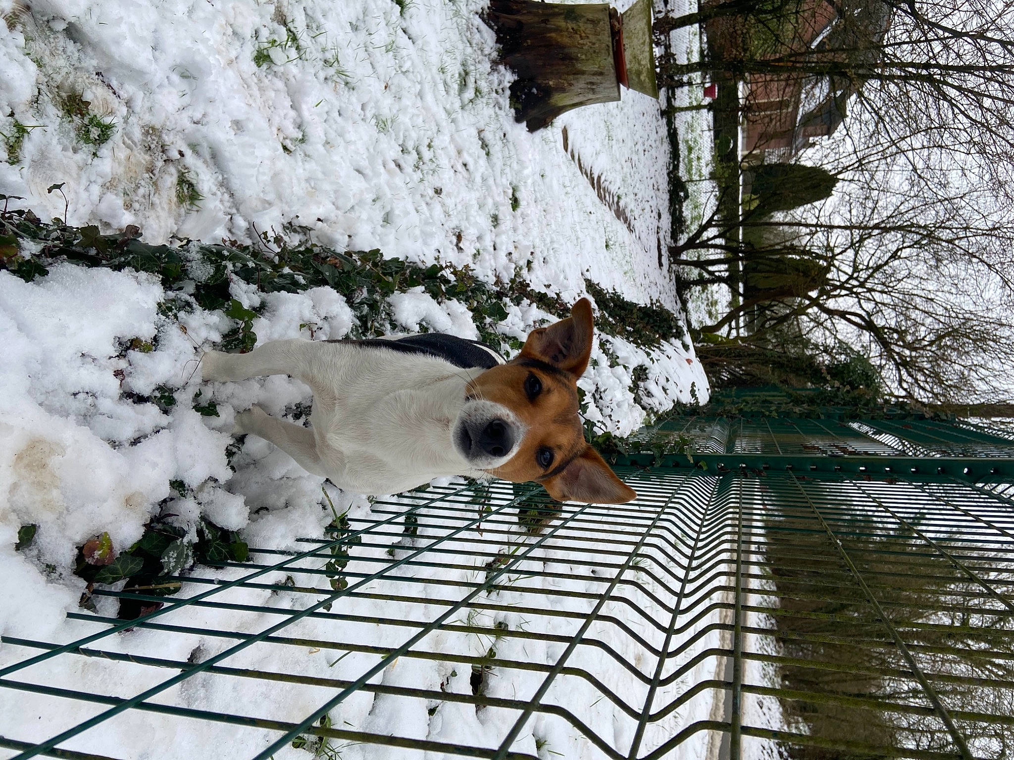 Ayko a rejoint le concours — aidez-le/la à gagner de superbes lots ! canidae, carnivore, companion_dog, dog, dog_breed, eyewear, fawn, freezing, fur, plant, snout, snow, sporting_group, tail, tree, trunk, twig, winter, wood, working_animal