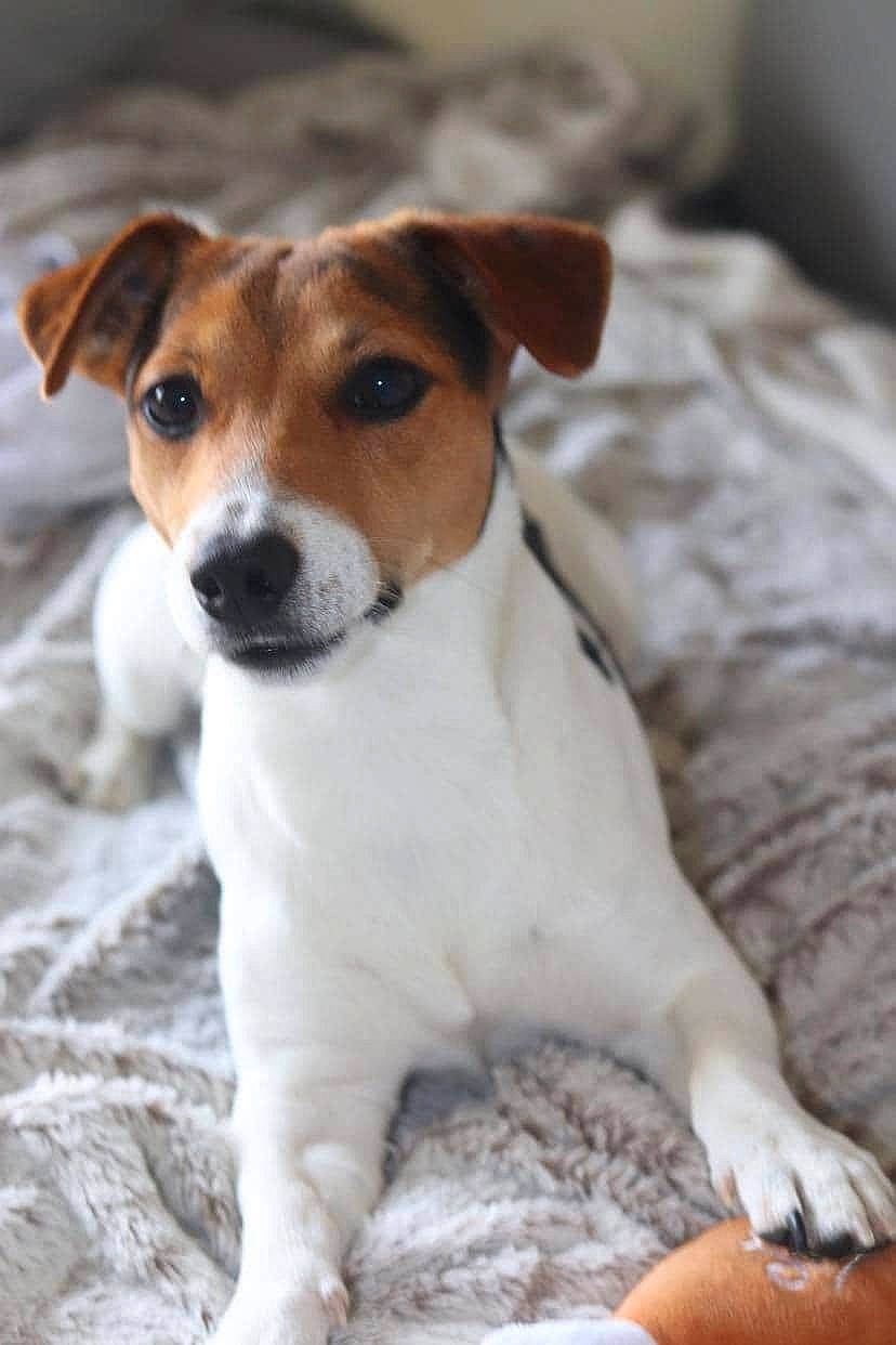 Ayko a rejoint le concours — aidez-le/la à gagner de superbes lots ! canidae, carnivore, collar, companion_dog, dog, dog_breed, fawn, irishjacks, puppy, snout, sporting_group, terrestrial_animal, terrier, whiskers