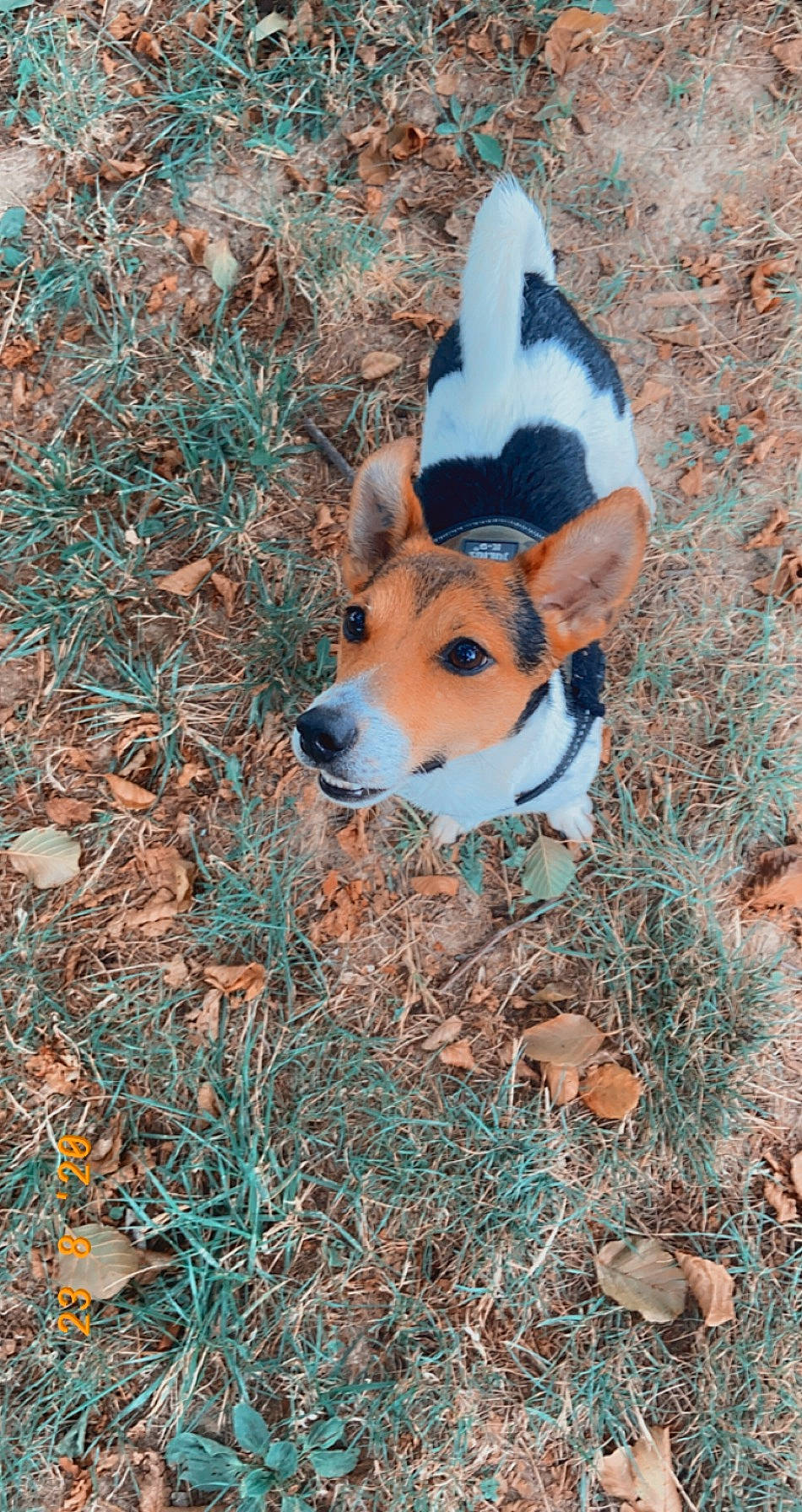 Ayko participe au concours pour gagner de l'argent avec cette photo : canidae, carnivore, companion_dog, dog, dog_breed, dog_clothes, dog_supply, fawn, fur, grass, hound, plant, snout, soil, sporting_group, tail, terrestrial_animal, twig, vertebrate, working_animal