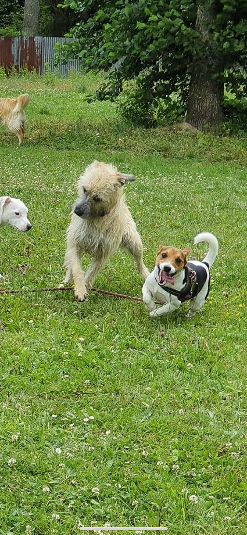 Ayko a rejoint le concours — aidez-le/la à gagner de superbes lots ! canidae, carnivore, collar, companion_dog, dog, dog_breed, dog_collar, dog_supply, grass, lawn, leash, mammal, plant, small_terrier, sporting_group, tail, terrier, toy_dog, tree, working_animal