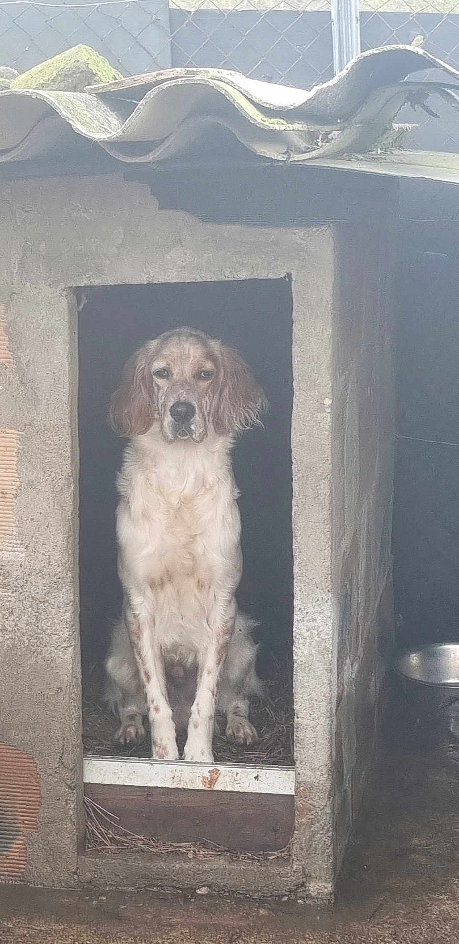 Taïko participe au concours pour gagner de l'argent avec cette photo : animal, calm, canine, companion, concrete, corrugated_roof, dog, doghouse, doorway, ears, fence, ground, metal_bowl, moss, outdoor, pet, quiet, rustic, sitting, waiting
