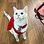 A Barila is registered to the contest to win money with this photo: cat, white_cat, pet, animal, indoor, wooden_floor, red_clothing, collar, toy, bag, curious, looking_up, whiskers, ears, tail, domestic_cat, feline, cute, small, standing