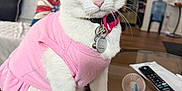 A Barila is registered to the contest to win money with this photo: cat, white_cat, blue_eyes, pink_dress, collar, ring_tag, indoor, living_room, couch, cushion, remote_control, glass_table, fan, floor, home_decor, furniture, pet, animal, sitting, close_up
