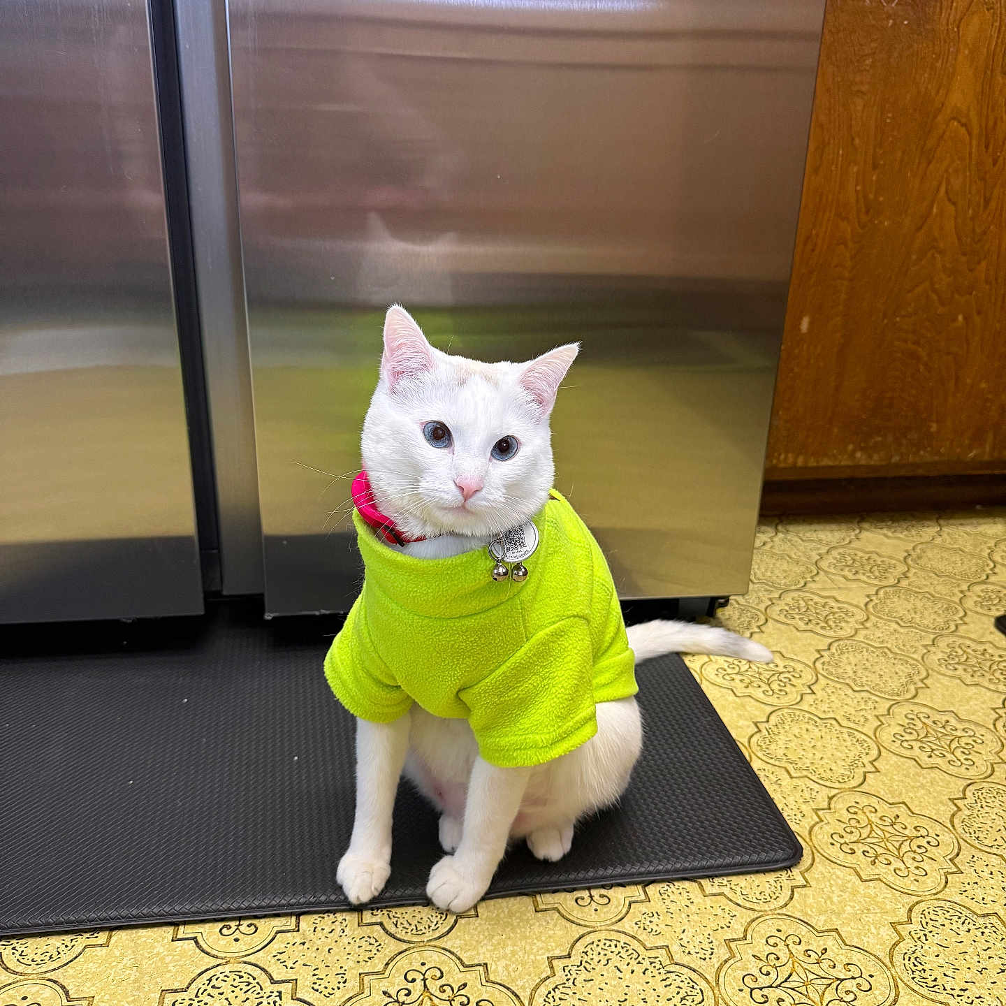 A Barila is registered to the contest to win money with this photo: animal, appliance, cat, clothing, collar, curious, cute, domestic_animal, feline, floor, head_tilt, indoor, kitchen, mat, pet, sitting, stainless_steel, sweater, tag, white_cat