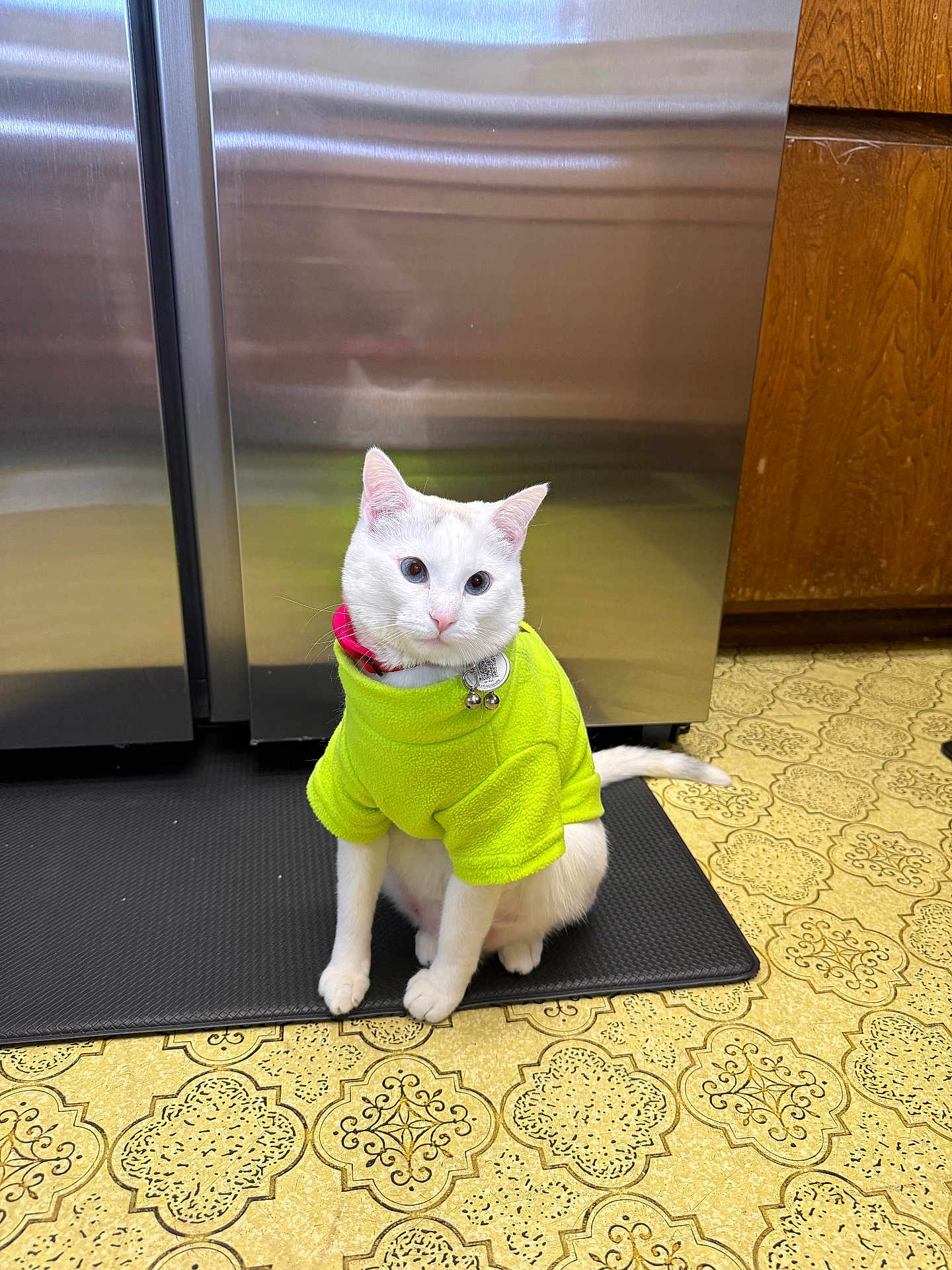 A Barila is registered to the contest to win money with this photo: cat, white_cat, pet, sweater, clothing, indoor, kitchen, floor, mat, stainless_steel, appliance, curious, sitting, feline, domestic_animal, animal, cute, collar, tag, head_tilt