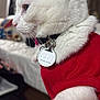 A Barila joined the competition — help win amazing prizes! cat, white_cat, pet, indoor, sweater, red_clothing, collar, tag, feline, animal, domestic_animal, cute, closeup, side_view, fur, whiskers, ears, nose, sitting, home
