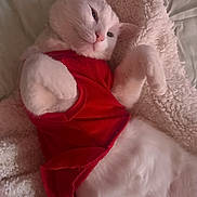 A Barila is registered to the contest to win money with this photo: cat, white_cat, pet, animal, feline, red_shirt, clothing, relaxed, lying_down, soft_blanket, cozy, cute, domestic_animal, fur, whiskers, ears, paws, indoor, resting, sleepy