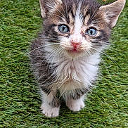 Charlie Goose joined the competition — help win amazing prizes! adorable, animal, blue_eyes, cat, closeup, curious, cute, domestic, fluffy, fur, grass, kitten, mammal, nature, outdoor, pet, pink_nose, small, whiskers, young