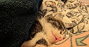 Charlie Goose joined the competition — help win amazing prizes! animal, blanket, closeup, comfort, cozy, cute, fur, human_arm, indoor, kitten, nap, pattern, paw, pet, relaxation, resting, sleeping, soft, tattoo, warm
