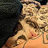 animal, blanket, closeup, comfort, cozy, cute, fur, human_arm, indoor, kitten, nap, pattern, paw, pet, relaxation, resting, sleeping, soft, tattoo, warm