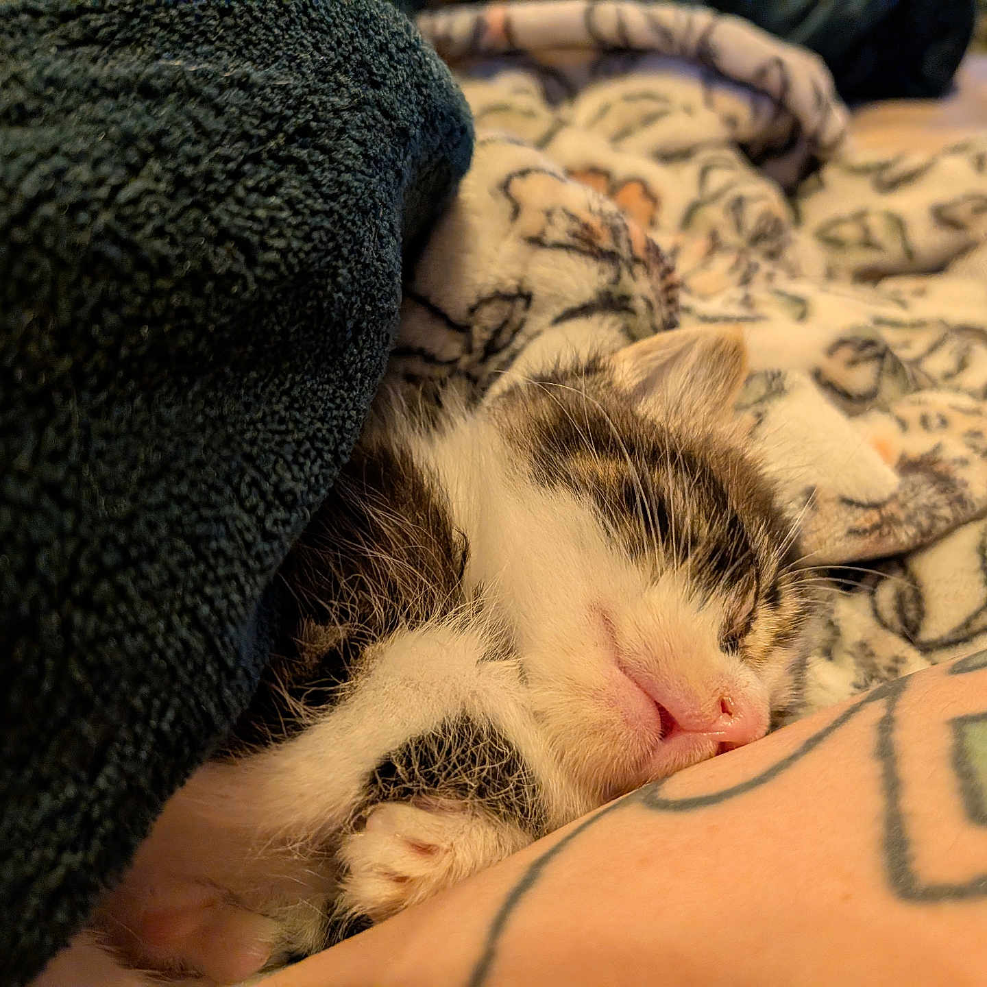 Charlie Goose joined the competition — help win amazing prizes! animal, blanket, closeup, comfort, cozy, cute, fur, human_arm, indoor, kitten, nap, pattern, paw, pet, relaxation, resting, sleeping, soft, tattoo, warm